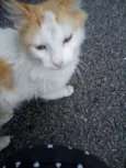 Mingau