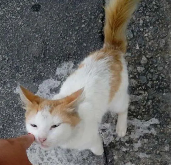 Gato ra a  idade 2 a 6 meses nome Mingau