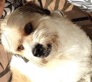 Cachorro raça lhasa com fox paulistinha idade 6 ou mais anos nome Pimpao