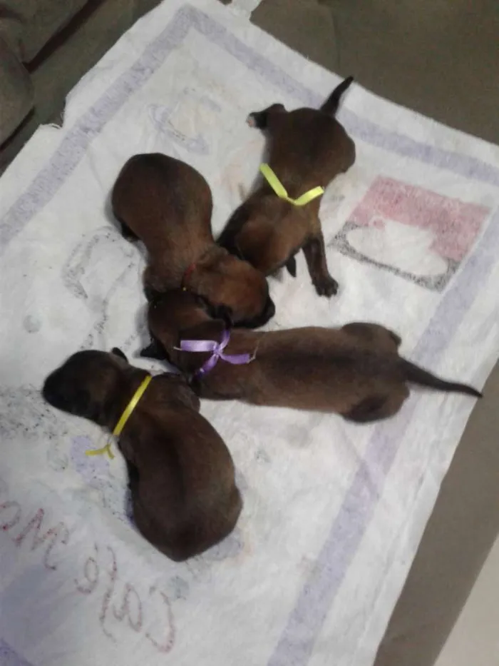 Cachorro raça Não sei  idade Abaixo de 2 meses nome Ainda.sem nome