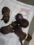 Ainda.sem nome