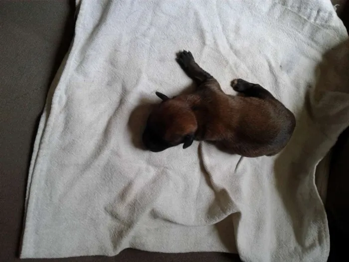 Cachorro raça Não sei  idade Abaixo de 2 meses nome Ainda.sem nome