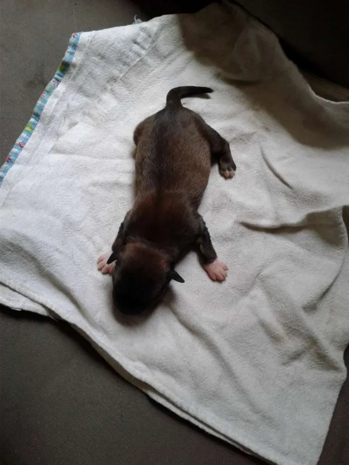 Cachorro raça Não sei  idade Abaixo de 2 meses nome Ainda.sem nome