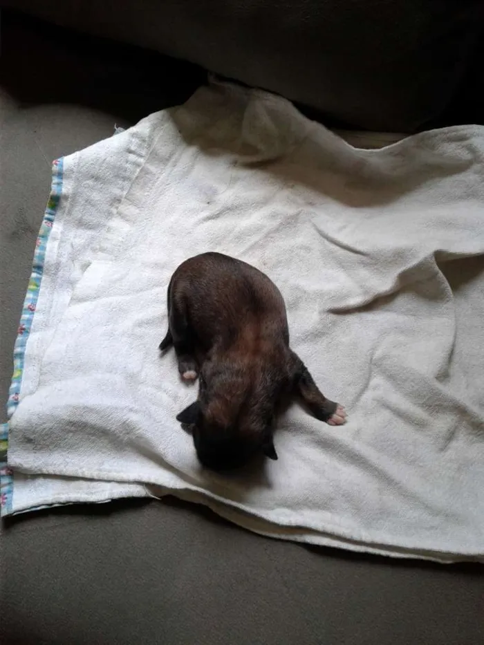 Cachorro raça Não sei  idade Abaixo de 2 meses nome Ainda.sem nome
