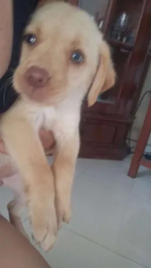 Cachorro raça labrador com vira-lata  idade Abaixo de 2 meses nome sem nome 