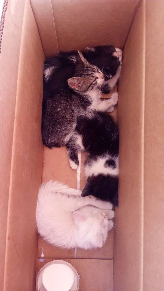 Gato ra a Vira lata  idade 2 a 6 meses nome .