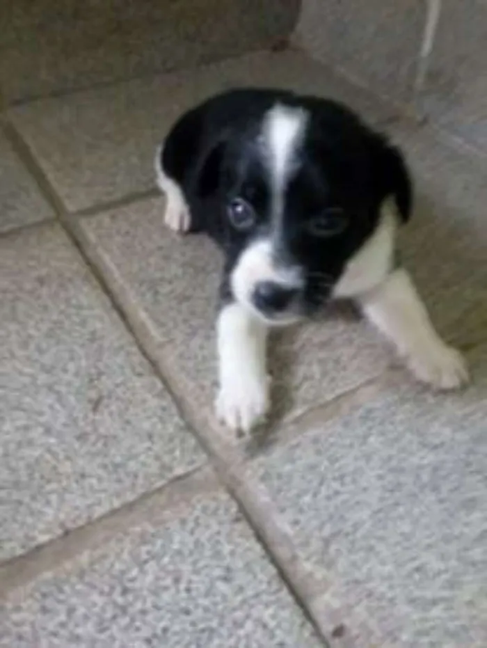 Cachorro raça sem raça definida idade Abaixo de 2 meses nome sem nome