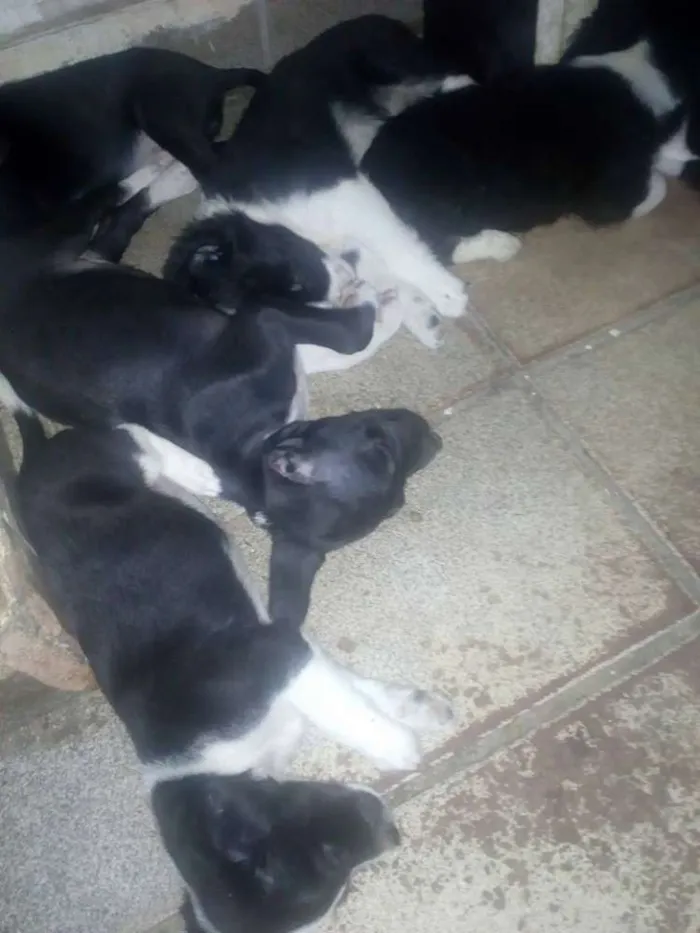 Cachorro raça sem raça definida idade Abaixo de 2 meses nome sem nome
