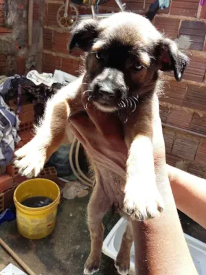 Cachorro raça vira lata  idade Abaixo de 2 meses nome cachorrinhos 