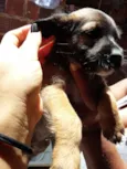 cachorrinhos