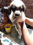cachorrinhos