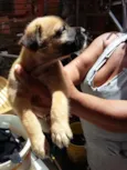 cachorrinhos