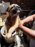 cachorrinhos