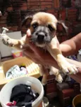 cachorrinhos