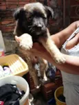 cachorrinhos