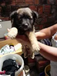 cachorrinhos