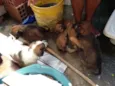 cachorrinhos