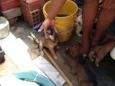 cachorrinhos