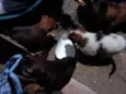 cachorrinhos