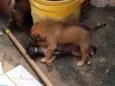cachorrinhos