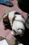 cachorrinhos
