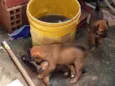 cachorrinhos