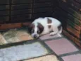 cachorrinhos