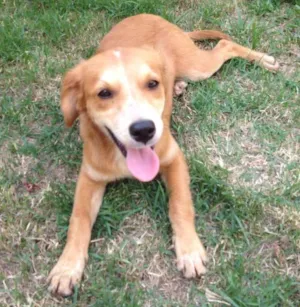 Cachorro raça Indefinido idade 2 a 6 meses nome Crist