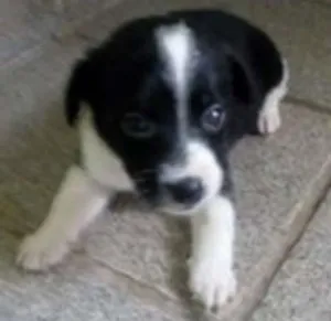 Cachorro raça sem raça definida idade Abaixo de 2 meses nome sem nome