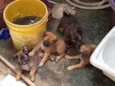 cachorrinhos