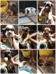 cachorrinhos