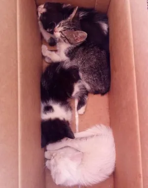 Gato raça Vira lata  idade 2 a 6 meses nome .