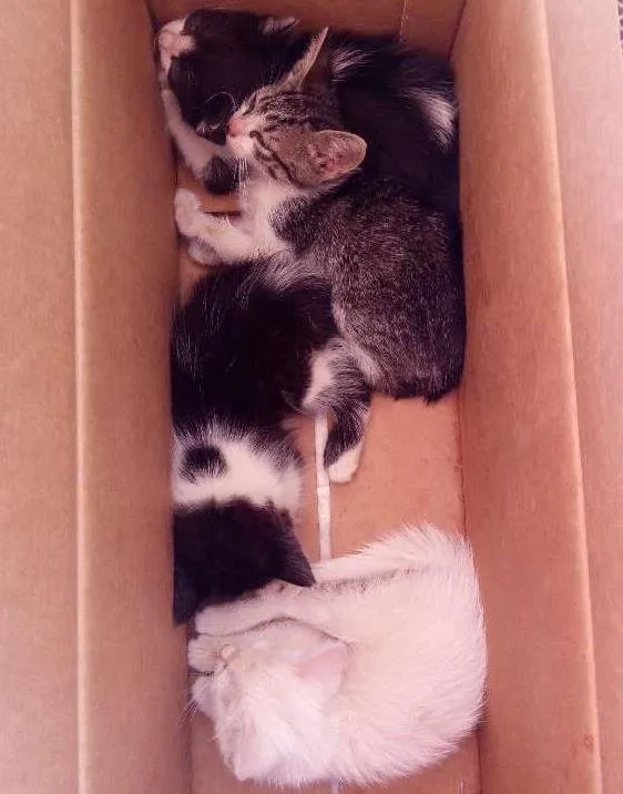 Gato ra a Vira lata  idade 2 a 6 meses nome .