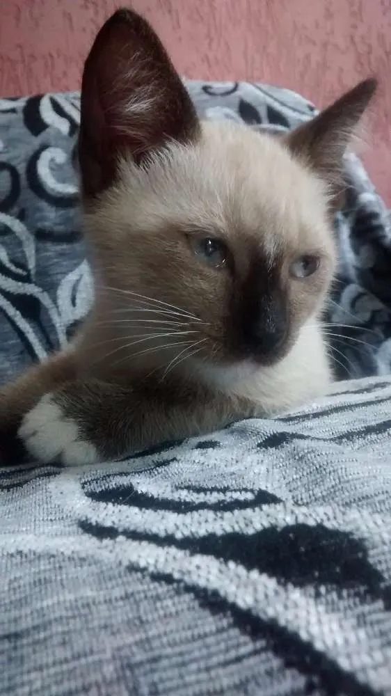 Gato raça  idade 2 a 6 meses nome Sem nome
