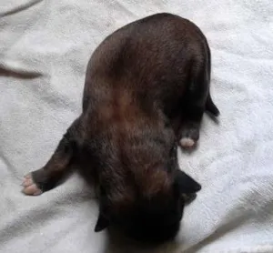 Cachorro raça Não sei  idade Abaixo de 2 meses nome Ainda.sem nome