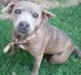 Pitty