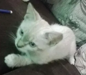 Gato raça sem raça definida idade 2 a 6 meses nome 5 filhotes