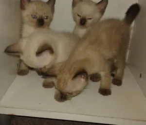 Gato raça siamês idade 2 a 6 meses nome sem nomes ainda