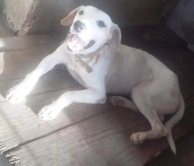 Cachorro ra a - idade 4 anos nome Pangare