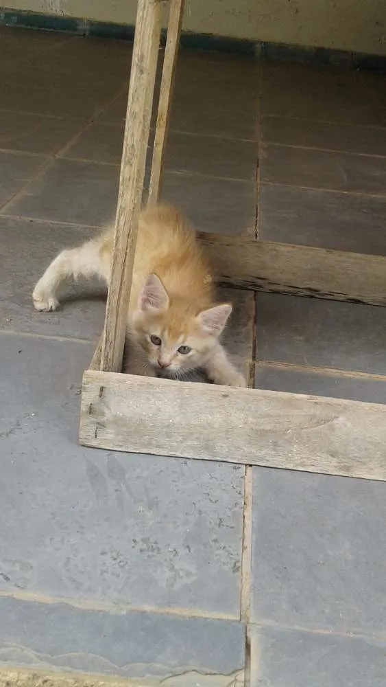 Gato ra a  idade 2 a 6 meses nome Não tem nome 
