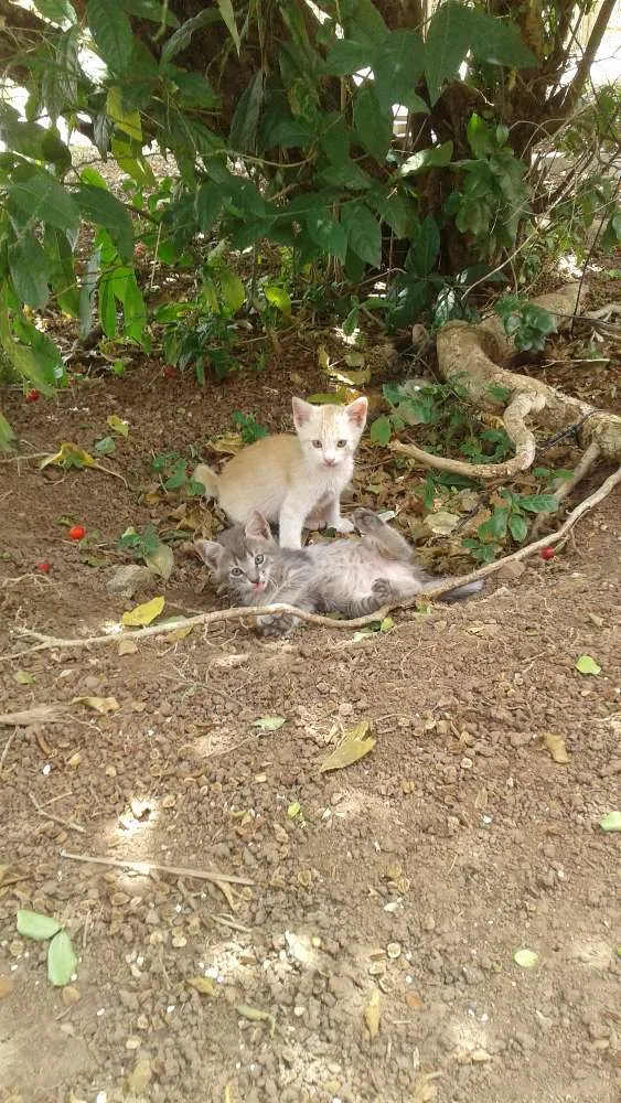 Gato ra a  idade 2 a 6 meses nome Não tem nome 