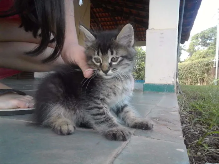 Gato ra a  idade 2 a 6 meses nome Não tem nome 