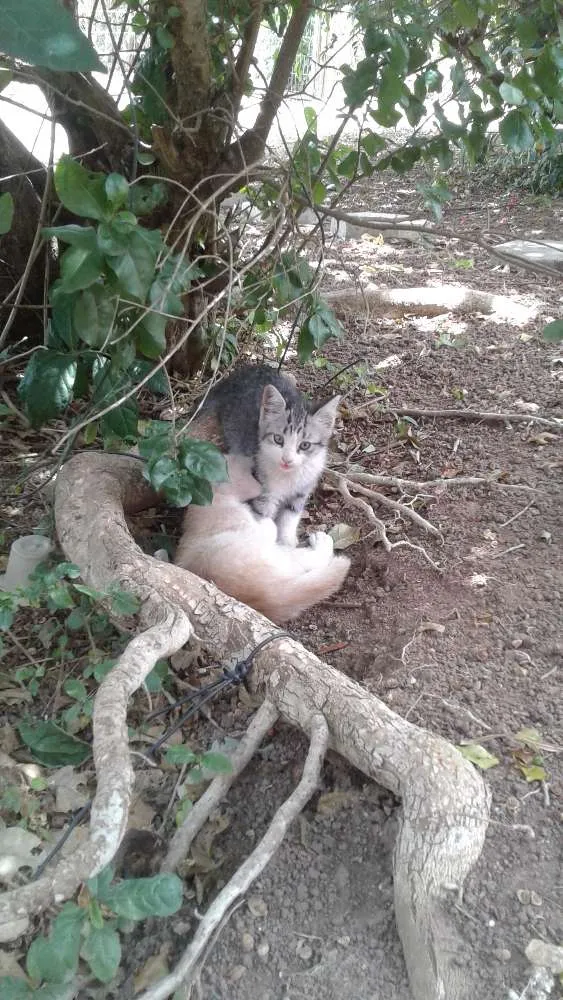 Gato ra a  idade 2 a 6 meses nome Não tem nome 