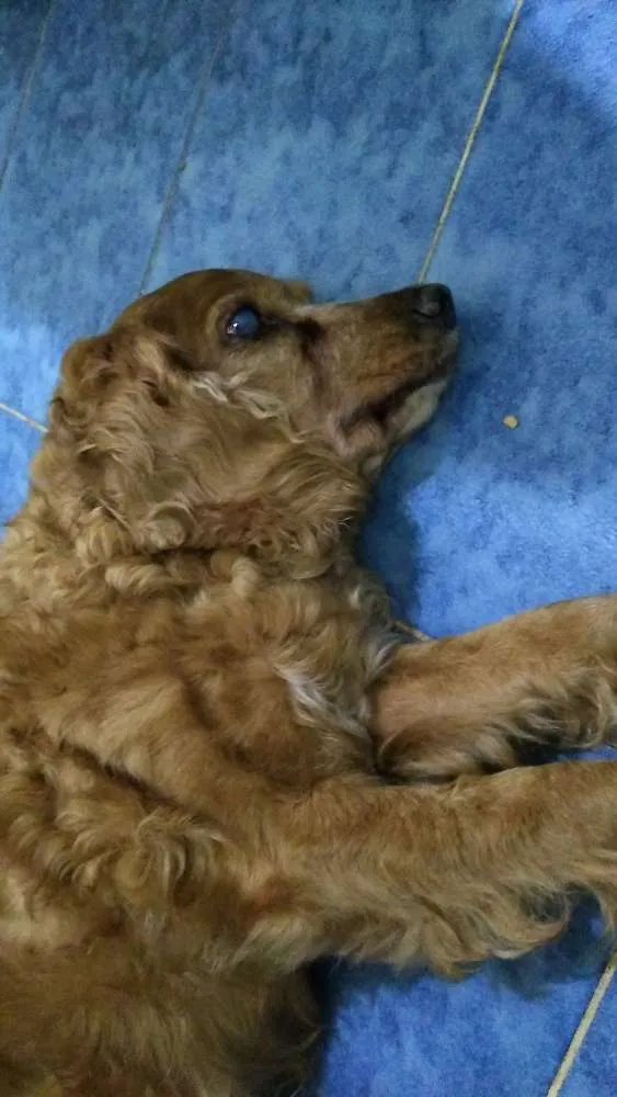 Cachorro ra a Mistura - Cocker Spaniel com Poodle idade 6 ou mais anos nome Meg