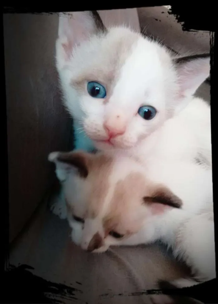 Gato ra a SRD idade 2 a 6 meses nome Branquinhos