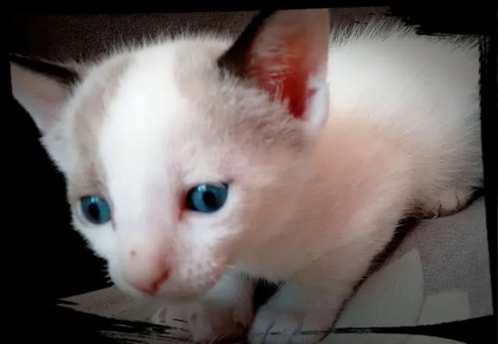 Gato ra a SRD idade 2 a 6 meses nome Branquinhos