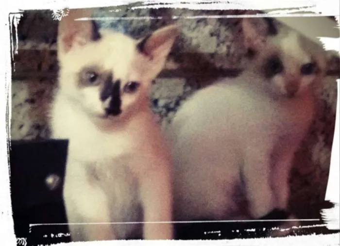 Gato ra a SRD idade 2 a 6 meses nome Branquinhos
