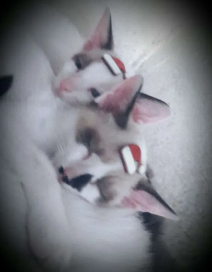 Gato ra a SRD idade 2 a 6 meses nome Branquinhos