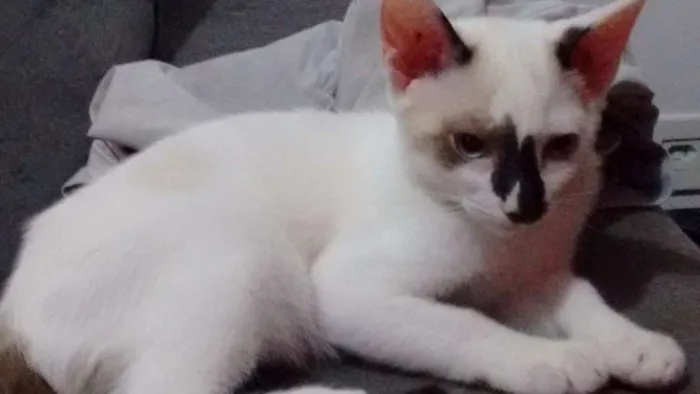 Gato ra a SRD idade 2 a 6 meses nome Branquinhos
