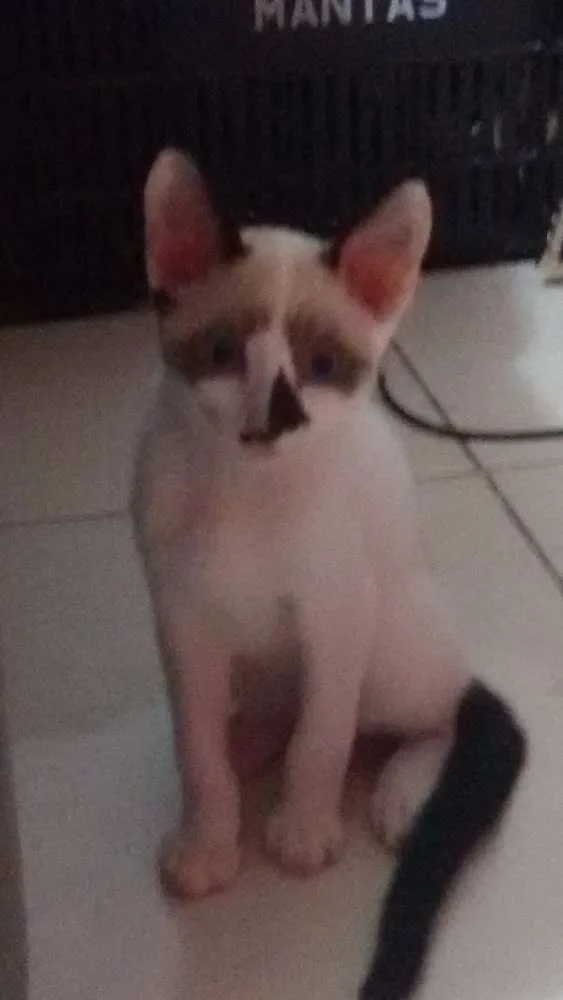 Gato ra a SRD idade 2 a 6 meses nome Branquinhos